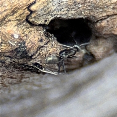 Formicidae (family) (Unidentified ant) at Bruce, ACT - 23 Aug 2025 by Hejor1
