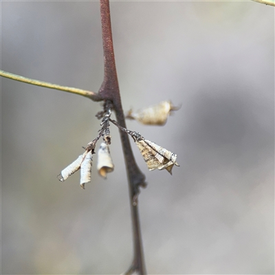 Daviesia sp. (Bitter-pea) at Bruce, ACT - 23 Aug 2025 by Hejor1