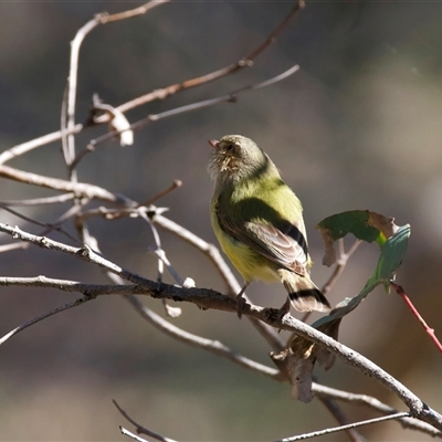 Smicrornis brevirostris (Weebill) at Pialligo, ACT - 23 Aug 2025 by jb2602