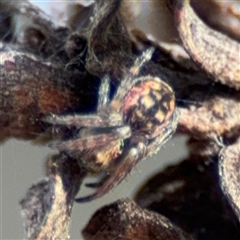 Araneus sp. (genus) at Bruce, ACT - 23 Aug 2025 by Hejor1