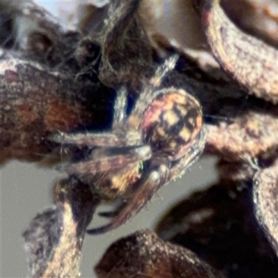 Araneus sp. (genus) at Bruce, ACT - 23 Aug 2025 by Hejor1