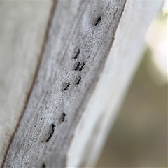 Formicidae (family) (Unidentified ant) at Bruce, ACT - 23 Aug 2025 by Hejor1