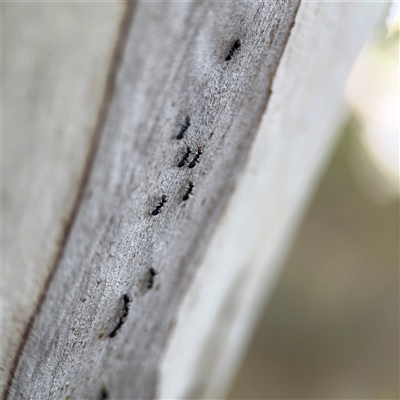 Formicidae (family) (Unidentified ant) at Bruce, ACT - 23 Aug 2025 by Hejor1