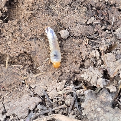 Unverified Insect at Isaacs, ACT - 23 Aug 2025 by Mike