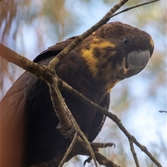 Calyptorhynchus lathami lathami (Glossy Black-Cockatoo) at Bundanoon, NSW - 23 Aug 2025 by Aussiegall