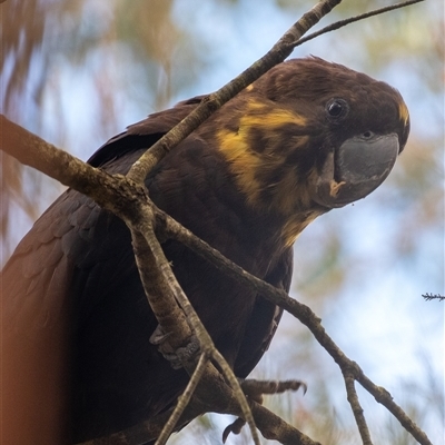 Calyptorhynchus lathami lathami (Glossy Black-Cockatoo) at Bundanoon, NSW - 23 Aug 2025 by Aussiegall