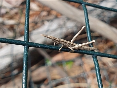 Keyacris scurra (Key's Matchstick Grasshopper) at Penrose, NSW - 23 Aug 2025 by Aussiegall