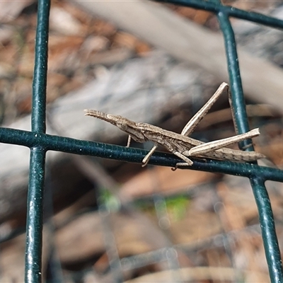 Keyacris scurra (Key's Matchstick Grasshopper) at Penrose, NSW - 23 Aug 2025 by Aussiegall