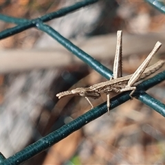 Keyacris scurra at Penrose, NSW - suppressed