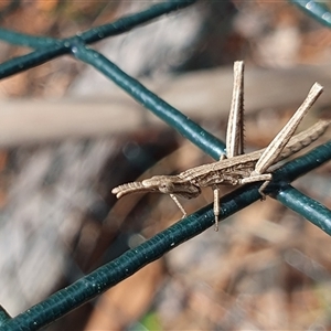 Keyacris scurra at Penrose, NSW - suppressed