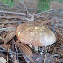 Bolete sp. by Aussiegall