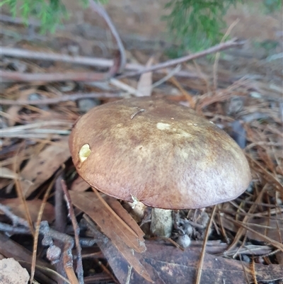 Bolete sp. at  - suppressed by Aussiegall