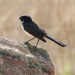 Rhipidura leucophrys (Willie Wagtail) at Symonston, ACT - 23 Aug 2025 by RodDeb