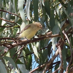 Smicrornis brevirostris (Weebill) at Symonston, ACT - 23 Aug 2025 by RodDeb