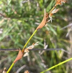 Chordifex dimorphus at Hill Top, NSW - 18 Aug 2025 by JaneR