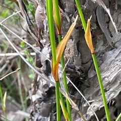 Chordifex dimorphus at Wattle Ridge, NSW - 19 Aug 2025 by JaneR