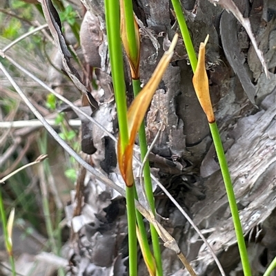 Chordifex dimorphus at Wattle Ridge, NSW - 19 Aug 2025 by JaneR