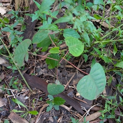 Homalanthus populifolius (Bleeding Heart) at Kangaroo Valley, NSW - 24 Aug 2025 by lbradley