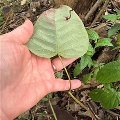 Homalanthus populifolius at Kangaroo Valley, NSW - suppressed