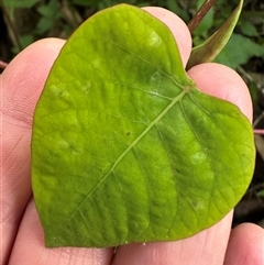 Homalanthus populifolius at Kangaroo Valley, NSW - suppressed