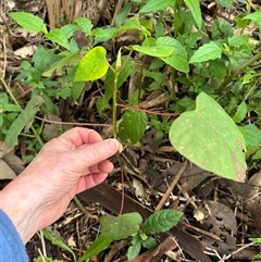 Homalanthus populifolius at Kangaroo Valley, NSW - suppressed