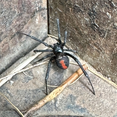 Latrodectus hasselti (Redback Spider) at Uriarra Village, ACT - 23 Aug 2025 by KMcCue