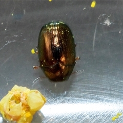 Alticini (tribe) (Unidentified flea beetle) at Parkes, ACT - 23 Aug 2025 by AlisonMilton
