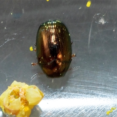 Alticini (tribe) (Unidentified flea beetle) at Parkes, ACT - 23 Aug 2025 by AlisonMilton