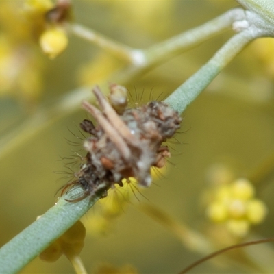 Chrysopidae (family) (Unidentified Green lacewing) at Parkes, ACT - 23 Aug 2025 by AlisonMilton