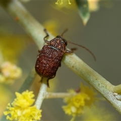 Cadmus sp. (genus) (Unidentified Cadmus leaf beetle) at Parkes, ACT - 23 Aug 2025 by AlisonMilton