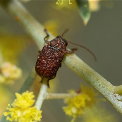 Cadmus sp. (genus) (Unidentified Cadmus leaf beetle) at Parkes, ACT - 23 Aug 2025 by AlisonMilton