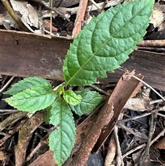 Ehretia acuminata var. acuminata by lbradley