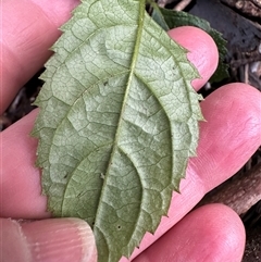 Unverified at suppressed - suppressed