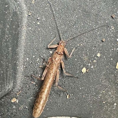 Plecoptera sp. (order) (Unidentified Stone fly) at Kangaroo Valley, NSW - 24 Aug 2025 by lbradley