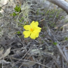Hibbertia obtusifolia (Grey Guinea-flower) at Ballyroe, NSW - 9 Nov 2018 by TwoRivers