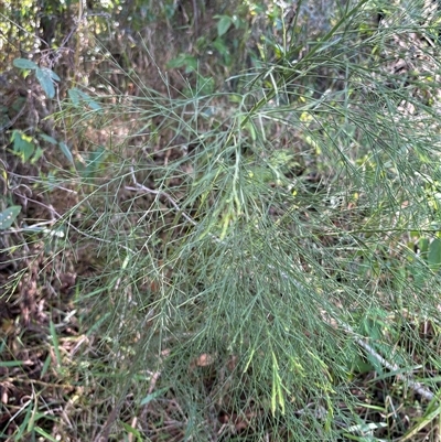 Exocarpos cupressiformis at Caparra, NSW - 23 Aug 2025 by maznee