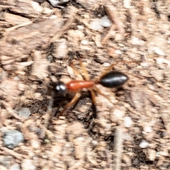 Camponotus nigriceps (Black-headed sugar ant) at Parkes, ACT - 23 Aug 2025 by AlisonMilton