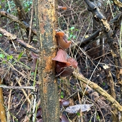 Unverified Underside smooth or wrinkled/roughened <Stereum etc> at Caparra, NSW - 22 Aug 2025 by maznee