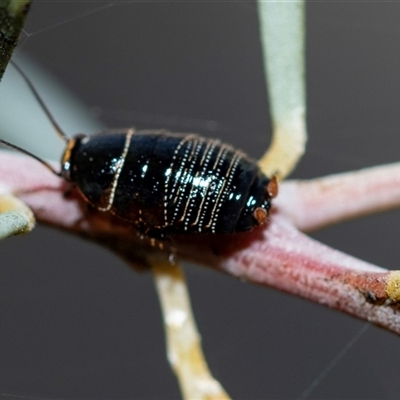 Ellipsidion australe (Austral Ellipsidion cockroach) at Parkes, ACT - 23 Aug 2025 by AlisonMilton
