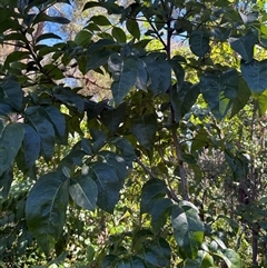 Polyscias sambucifolia at Caparra, NSW - 23 Aug 2025 by maznee
