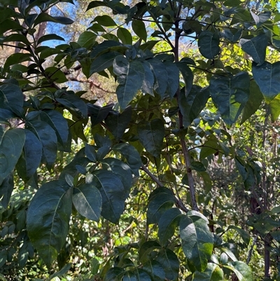 Polyscias sambucifolia at Caparra, NSW - 23 Aug 2025 by maznee