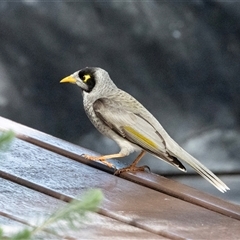 Manorina melanocephala (Noisy Miner) at Parkes, ACT - 23 Aug 2025 by AlisonMilton