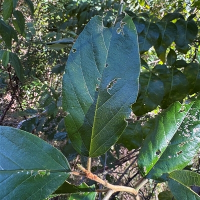 Alphitonia excelsa at Caparra, NSW - 23 Aug 2025 by maznee
