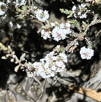 Styphelia attenuata (Small-leaved Beard Heath) at Aranda, ACT - 9 Aug 2025 by JimL