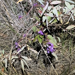 Hardenbergia violacea (False Sarsaparilla) at Bruce, ACT - 9 Aug 2025 by JimL