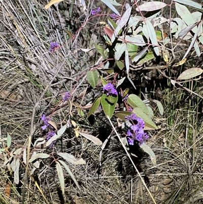 Hardenbergia violacea (False Sarsaparilla) at Bruce, ACT - 9 Aug 2025 by JimL