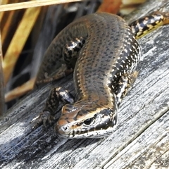 Eulamprus heatwolei (Yellow-bellied Water Skink) at Paddys River, ACT - 23 Aug 2025 by JohnBundock