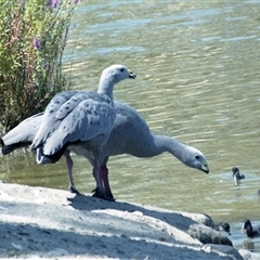 Cereopsis novaehollandiae (Cape Barren Goose) at Kambah, ACT - 20 Feb 1986 by RodDeb
