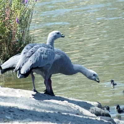 Cereopsis novaehollandiae (Cape Barren Goose) at Kambah, ACT - 20 Feb 1986 by RodDeb