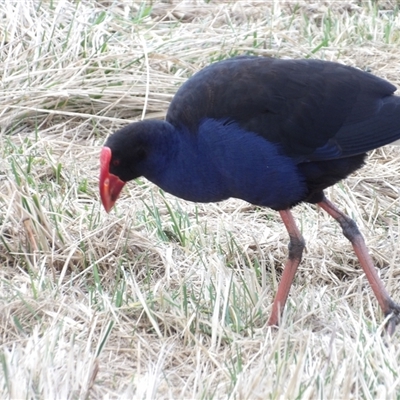 Porphyrio melanotus (Australasian Swamphen) at Fyshwick, ACT - 22 Aug 2025 by MatthewFrawley